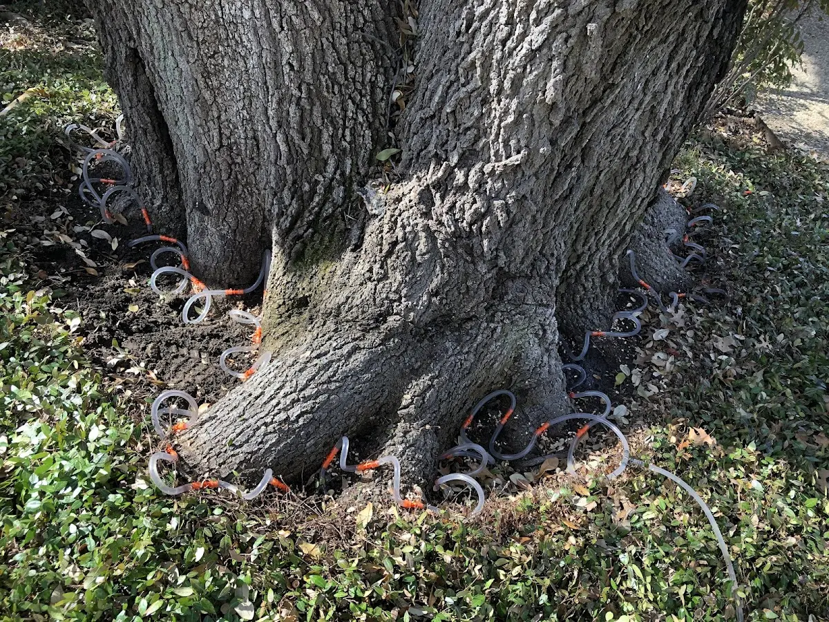 Detailed Tree Cabling and Bracing job site in West Salisbury